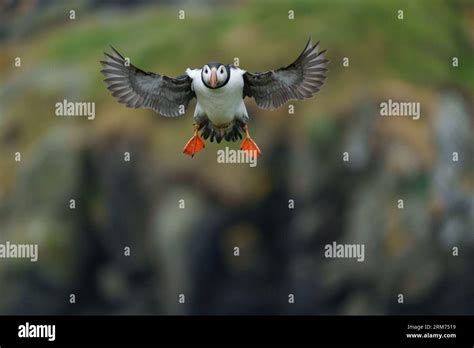 Puffin in flight about to land on cliff, Eastfjords, Iceland Stock Photo - Alamy