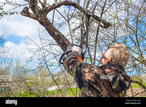 A Man With A Chainsaw Makes Pruning Of Dry Branches Of Old Trees In Spring Gardening And Tree