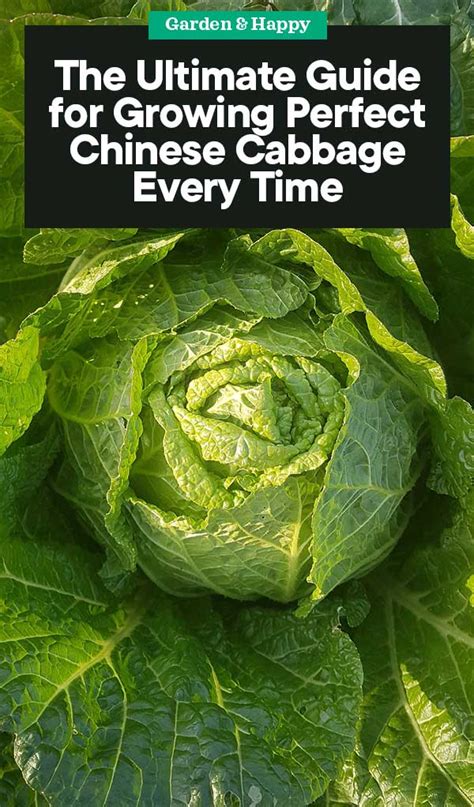 When Is The Best Time To Plant Cabbage How To Grow Cabbage In Easy