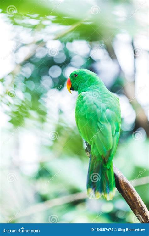 De Vrouwelijke Groene Papegaai Van Solomon Island Eclectus Stock Foto