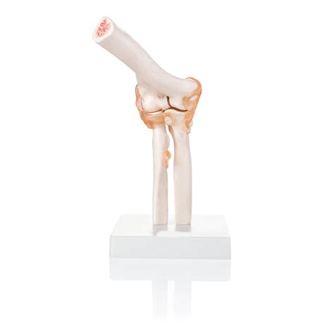 Elbow Joint Model With Ligaments Life Size Anatomical Model Anatomy Shop