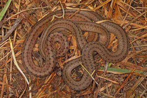 32 Types of Brown Snakes in North America - Wildlife Informer