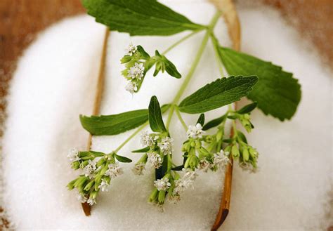 6 Plantas Medicinales Para Bajar El Azúcar