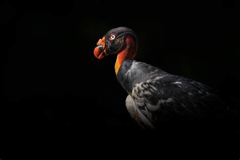 King Vulture Costa Rica King Vulture From Costa Rica Las Flickr