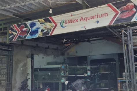 √ 10 Rekomendasi Toko Aquarium Di Semarang Murah And Lengkap