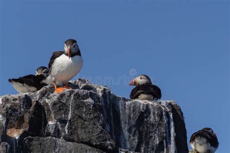 Puffins on a Cliff in the Farne Islands Stock Image - Image of puffins, islands: 122581495