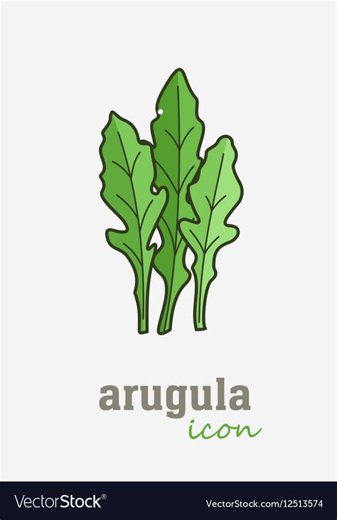 Arugula Icon Vegetable Green Leaves Royalty Free Vector