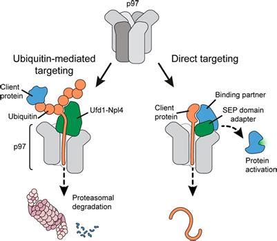 Frontiers Targeting Of Client Proteins To The Vcp P Cdc Unfolding