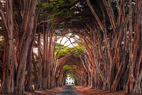 9 Terrific Tree Tunnels Around the World