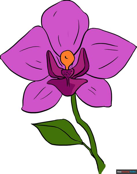 Orchid Drawing Outline