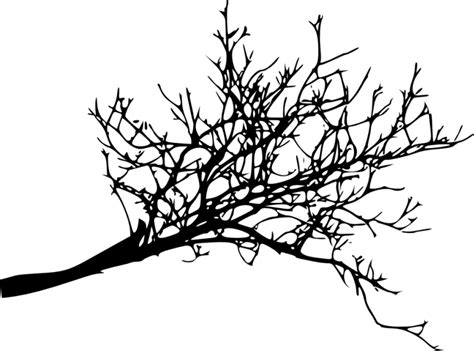 Tree Branch Png Transparent Images