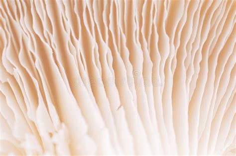 Mushroom Texture Pattern For Design And Decoration Close Up Of