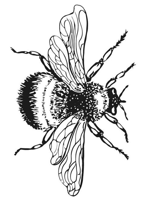 Bee Line Drawing Clipart Best