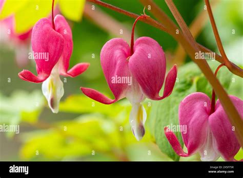 Close Up Of The Beautiful Spring Flowering Heart Shaped Flowers Of