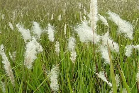 Sering Dianggap Tanaman Pengganggu Ini Ragam Manfaat Alang Alang Lajur