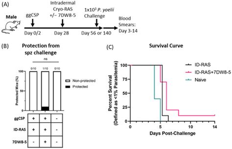 Sex Specific Differences In Cytokine Induction By The Glycolipid