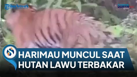 HARIMAU Terekam Video Amatir Hebohkan Warga Ditengah Kebakaran Hutan