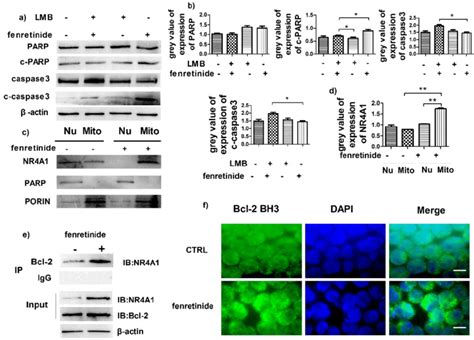 Fenretinide Induces The Translocation Of Nr A Into Mitochondria And