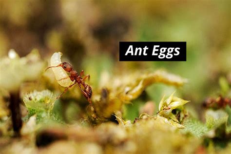 Ant Eggs What Do They Look Like And How To Get Rid Of Them