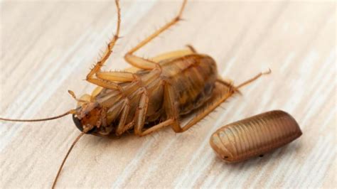 Cosas Que Debes Considerar Para Identificar Los Huevos De Cucaracha