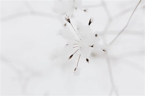 white, branch, frozen, dry, snowy, dried flowers, snow, 5K, day, cold