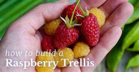 Quick And Easy Diy Raspberry Trellis Artofit