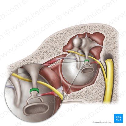 Incus: Anatomy and function | Kenhub