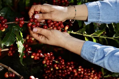 Cafés Especiais do Cerrado Mineiro Guima Café terá episódio em