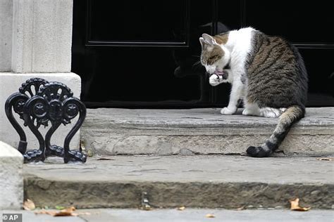 Larry The Cat Gets A Clean Bill Of Health As Downing Street Insists Its