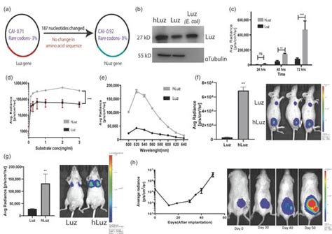 Triple Reporter Assay A Non Overlapping Luciferase Assay For The