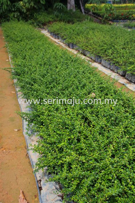 ehretia microphylla shrubs malaysia johor muar plants wholesale