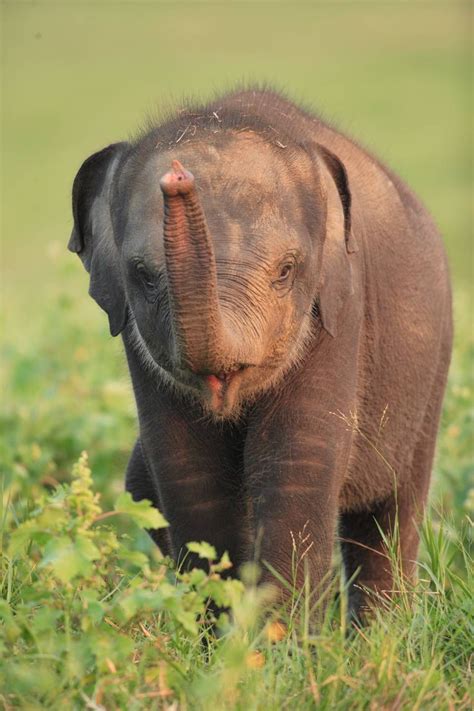 Sri Lankan Baby Elephant