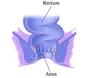 Anal Itching Pruritis Ani Maher A Abbas MD Dubai UAE