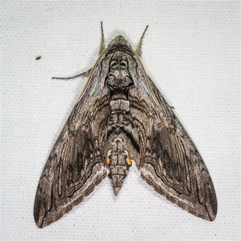 Five Spotted Hawkmoth Moths Of Howard County Md · Biodiversity4all