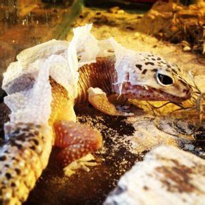 Leopard Gecko Shedding 101: The Expert's Guide - Reptile Advisor