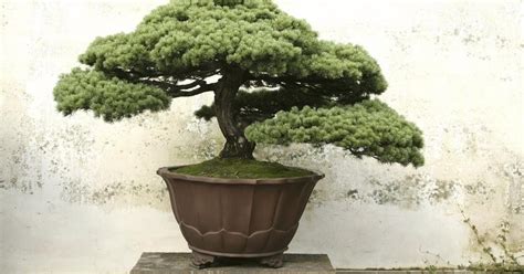 Bonsai Tree Meaning And Symbolism About Bonsai