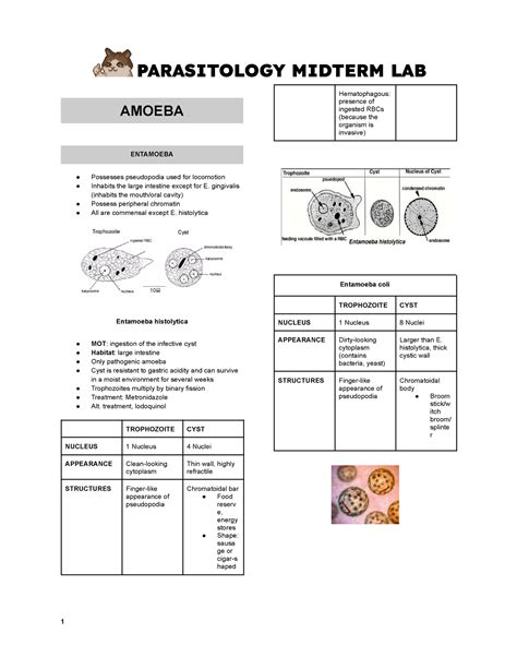 Parasitology Midterms Lab Amoeba Entamoeba Possesses Pseudopodia Used For Locomotion Inhabits