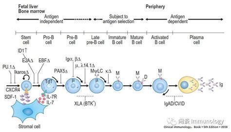 基础免疫学：b细胞发育及其调控分子 免疫学专题 搜狐大视野 搜狐新闻