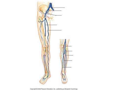 Major Blood Vessels Of The Lower Leg Diagram Quizlet