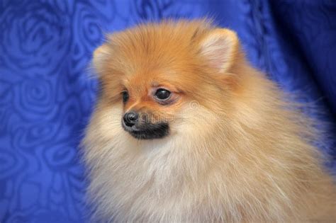 Smiling pomeranian dog. stock photo. Image of beautiful - 37997290