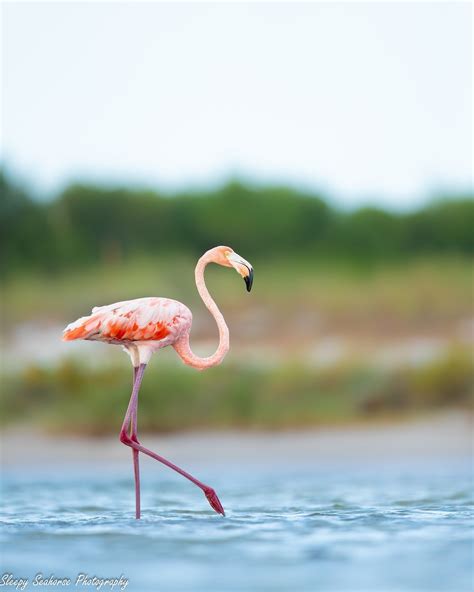 Bird Photography, Beach Decor, Tropical Birds, American Flamingo ...