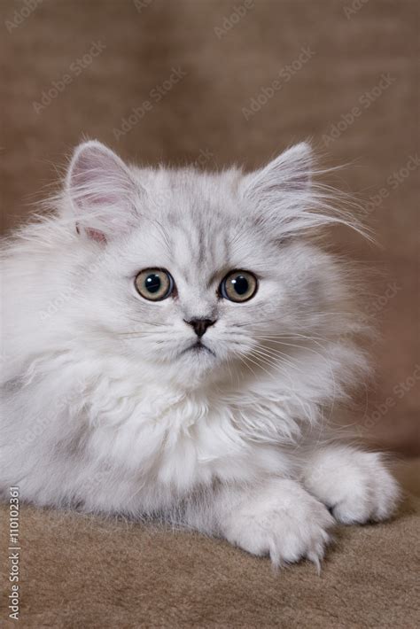 Silver Chinchilla Persian Kittens