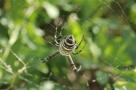 arthropod, arachnid, web, focus on foreground, outdoors, Wasp, animal ...