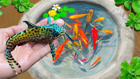 Wow Catching Strange Fish In The Tiny Pond Koi Fish Butterfly Fish