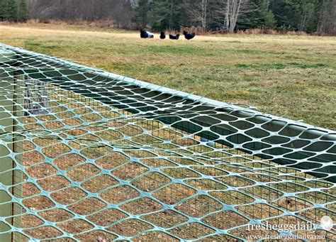 Choosing The Right Fencing For Your Chicken Coop Run Or Garden Fresh Eggs Daily® With Lisa Steele