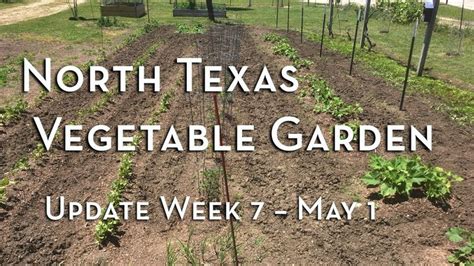 North Texas Vegetable Garden Update Week 7 May 1 Vegetable Garden