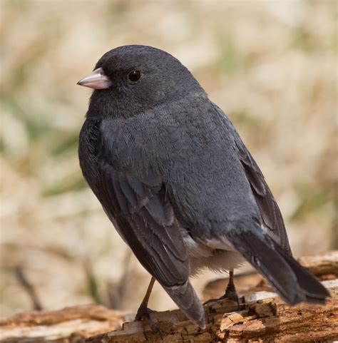 Dark-eyed Junco | Bird | Laura Erickson's For the Birds