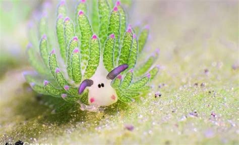 🔥 Sea Sheep Are One Of The Few Animals That Use Algae To