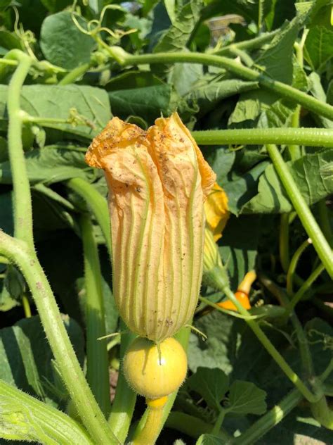 Kürbis Uchiki Kuri Hokkaidokürbis Winter Squash Pumpkin
