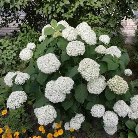 Hydrangea Négoplantes spécialiste en négoce de plantes